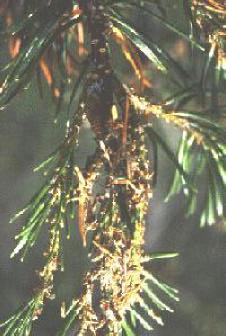 Close inspection of infested trees reveals partially eaten needles, frass, shed skins and pupal cases webbed to needles and shoots (Figure 6).