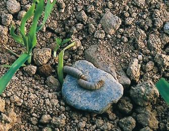 0 Slugs Slugs are most likely to be a problem after grass or other dense cover crops particularly in heavy soils. Late sown slow emerging crop are at greatest risk.