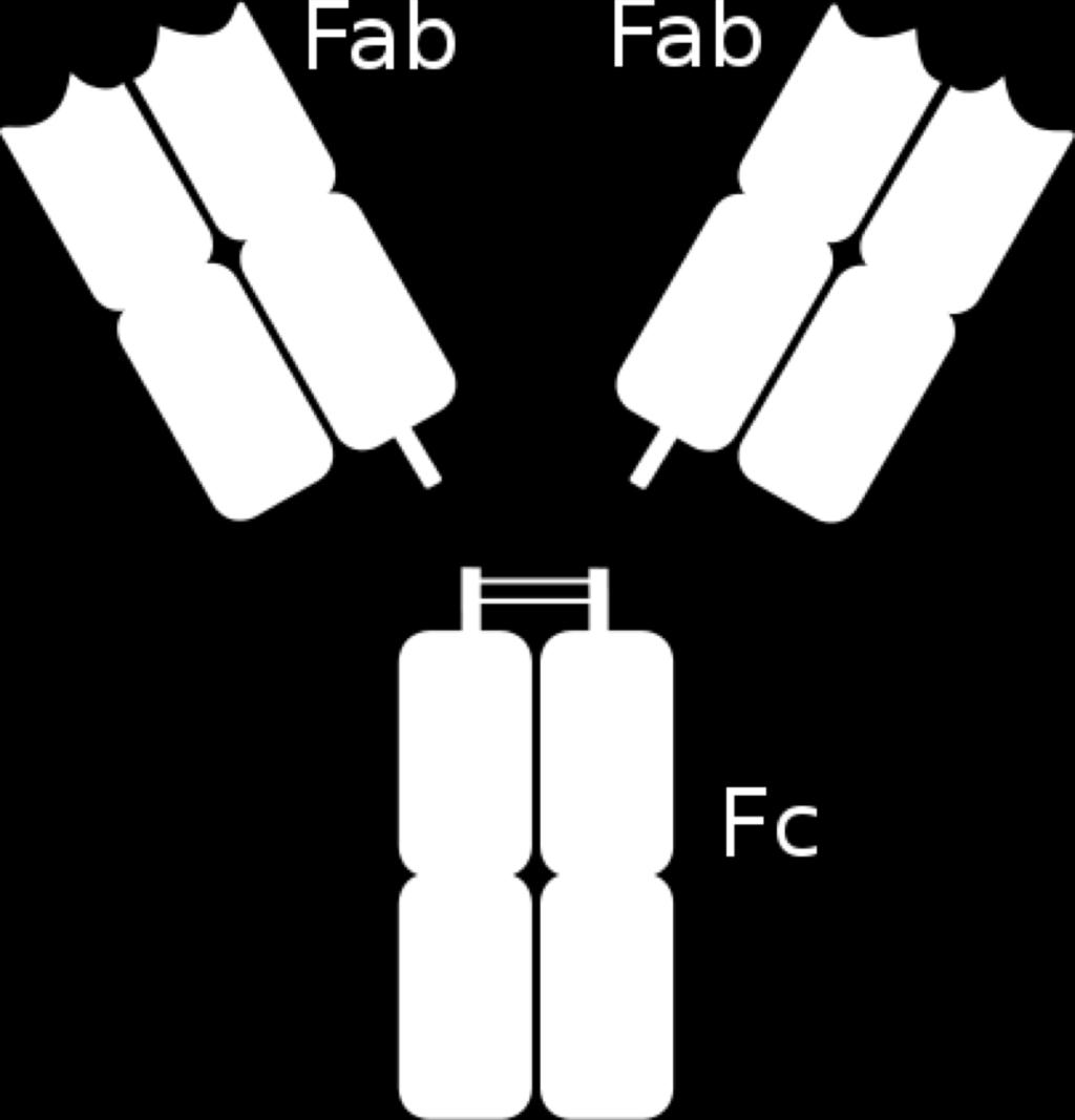 Antibody fragments Fab - Antigen binding Fc
