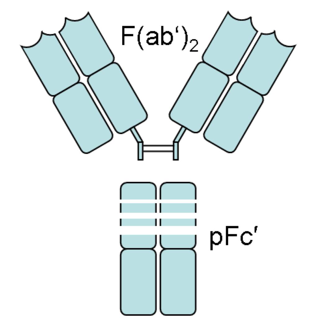 Antibody fragments F(ab ) 2 -