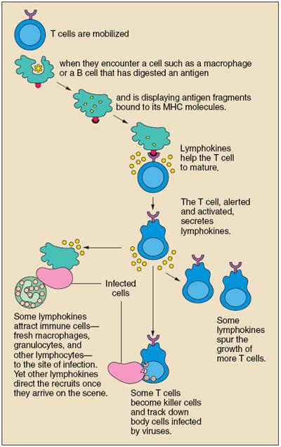 T-cell response Taken from NIAID: http://www.niaid.nih.
