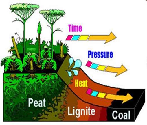 Organic Reservoirs that Delay the Cycle Carbon stored