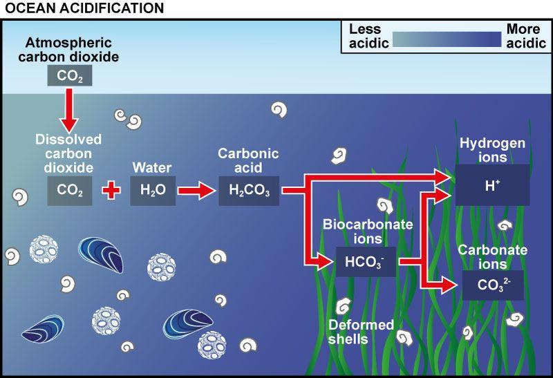Carbon Cycle -Calcium carbonate are used by many plants and animals to form calcium carbonate