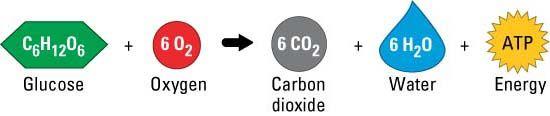 Carbon Outflux 1.