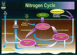 Global Nitrogen Reservoirs - Atmosphere (greatest