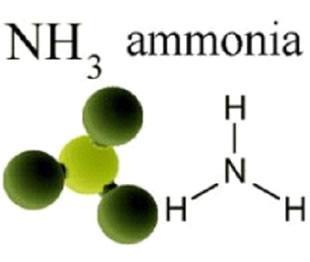 Nitrogen Fixation Nitrogen Fixation- atmospheric nitrogen is turned into ammonia for