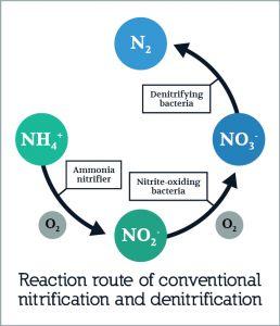 Nitrification the process in which ammonia or ammonium is