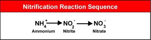 Nitrites and Nitrates - Nitrosomonas bacteria first convert nitrogen gas to