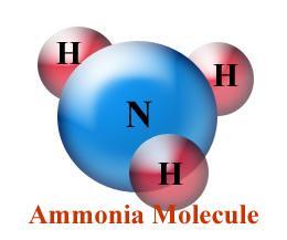 Ammonification The remains of all living things and