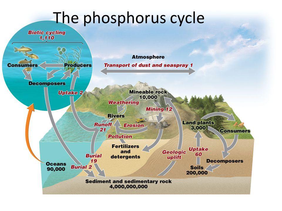 Phosphorus Reservoirs 1.