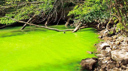 Eutrophication Occurs when fertilizers, animal waste, sewage, or other