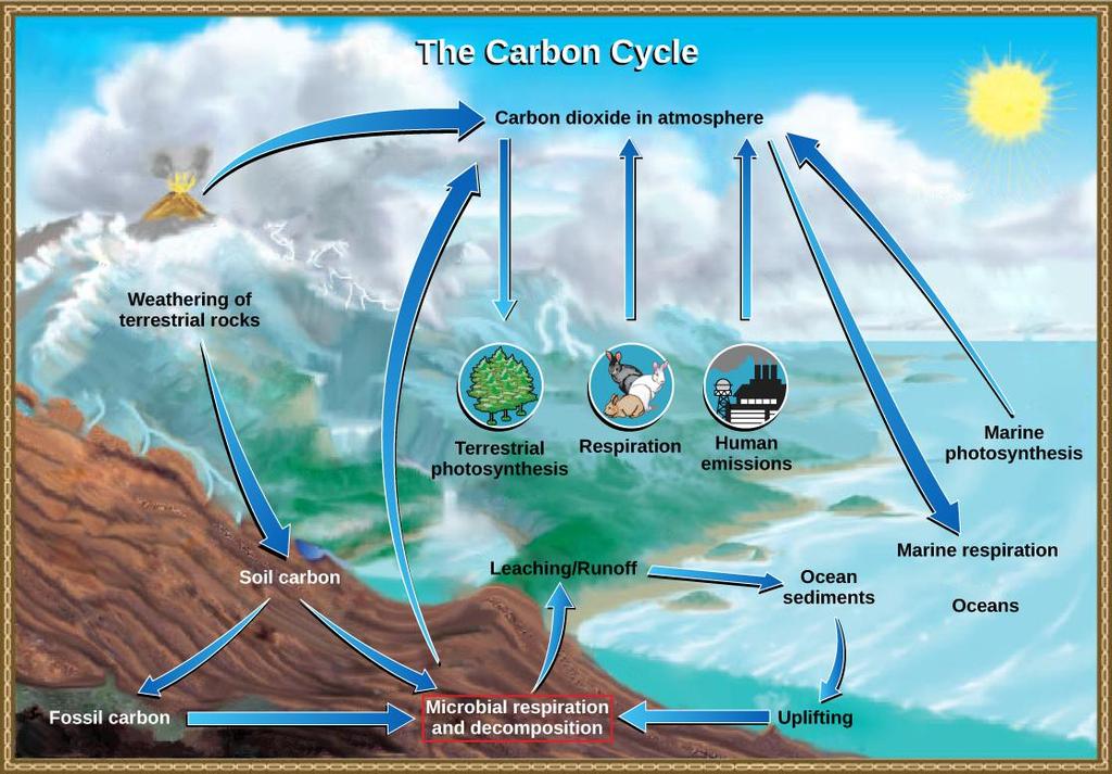 Biogeochemical Cycles - Include both biotic and abiotic factors - Abiotic reservoirs: chemical