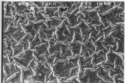 Micrographs at 2500 magnification (figure 3) show the growth of the film formed by overlapping globular or nodule morphology.