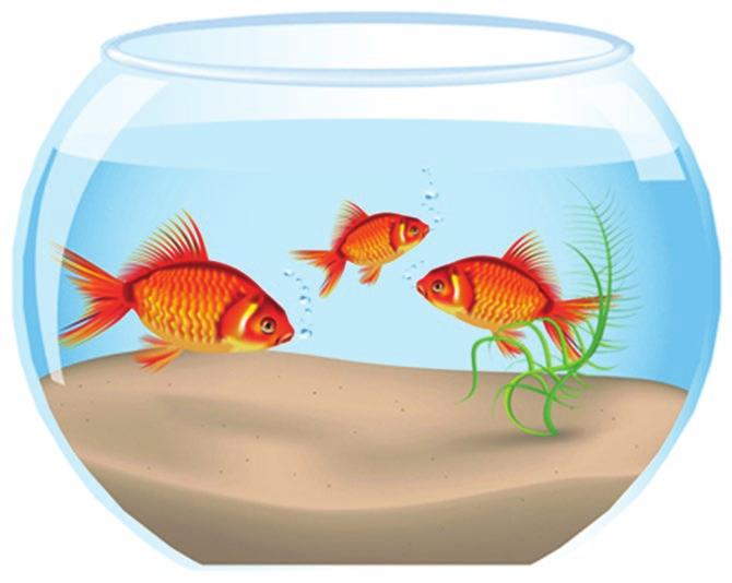 ORNAMENTAL FISH FARMING The growing of coourfu and fancy fishes is known as ornamenta fish farming. The growing interest in aquarium fishes has resuted in steady increase in aquarium fish trade gobay.