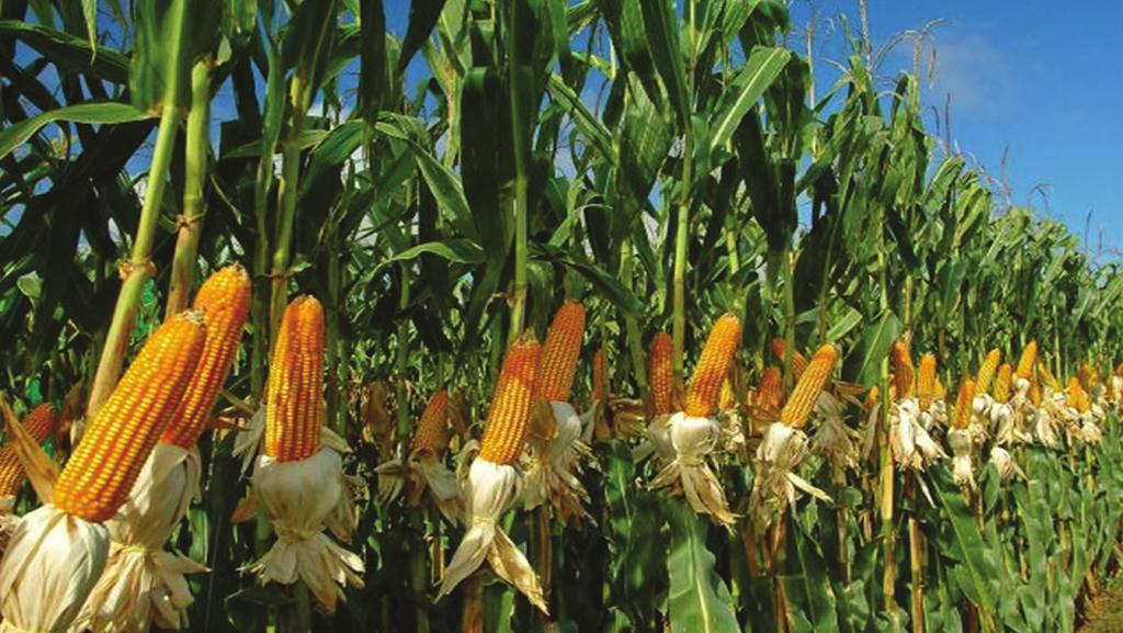 MAIZE Maize (Zea mays L.) is one of the most versatie emerging crops having wider adaptabiity under varied agro-cimatic conditions.