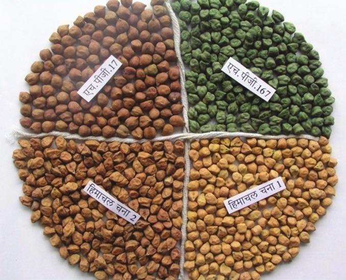 Different types of chickpeas A view of Chickpea fied Cimatic and Soi Requirements Chickpea is essentiay a subtropica crop; it grows we in a wide range of cimates.
