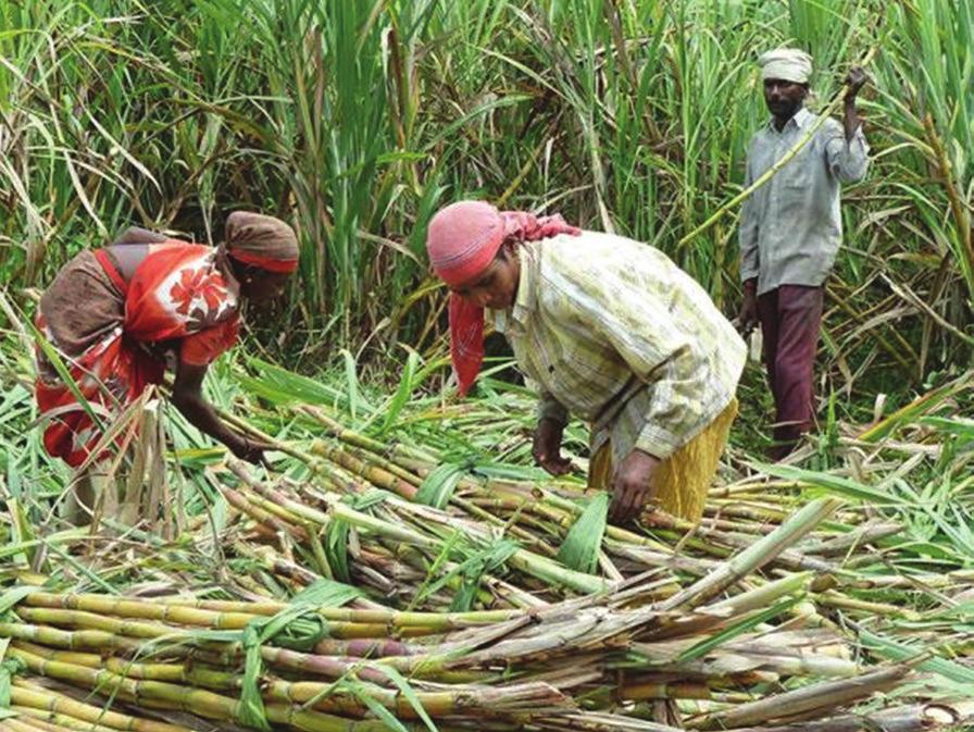 Sugarcane is a ta perennia pant growing erect even up to 5-6 m and produces mutipe stems.