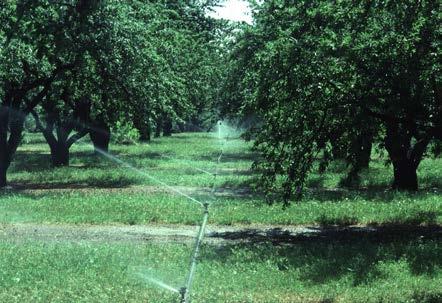 Surface Irrigation: What if these options for improvement are not practical or effective?