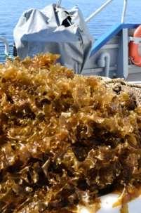 Mussels contra seaweed, Denmark MUSSELS 1-1,3 % N/ww 600-900 kg N/ha/year 30-50 kg P/ha/year 10-13 Euro/kg N Added Value: Transparency of water P Biodiversity Jobs and