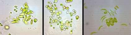 Microalgae Very high potential growth rate High protein content, 50-60% High