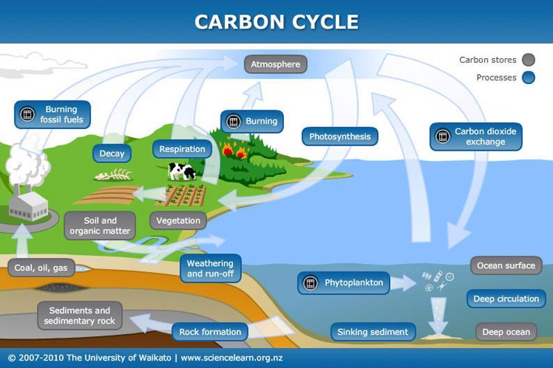 CARBON DIOXIDE AND THE OCEANS Examine