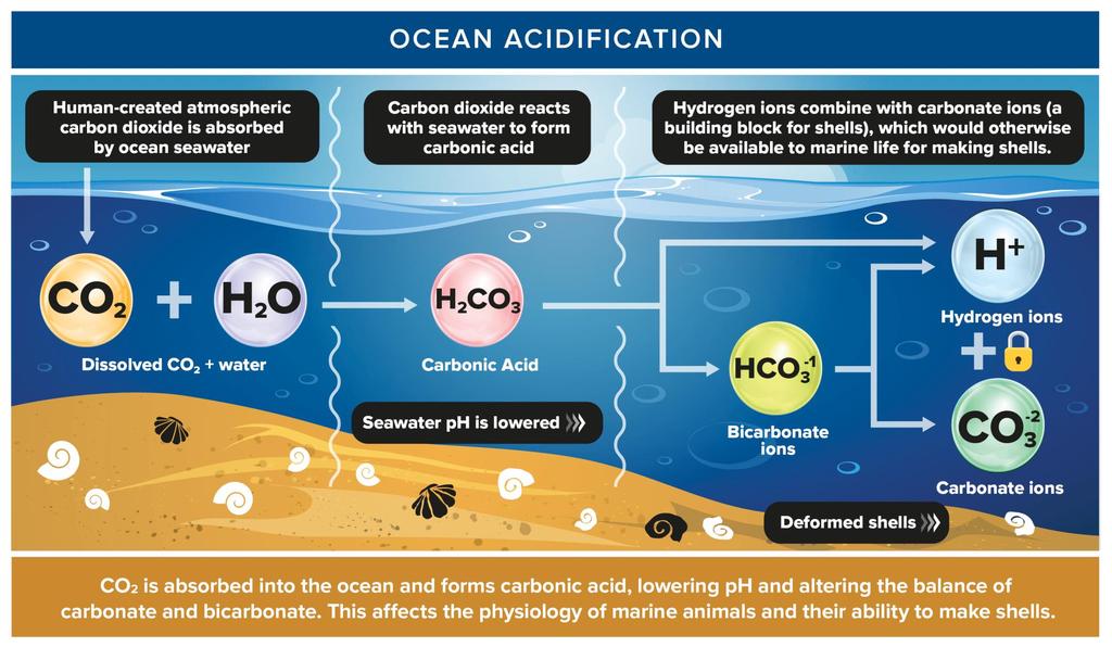 CARBON DIOXIDE AND THE OCEANS Realize that some of the carbon dioxide emitted by humans dissolves into the ocean.