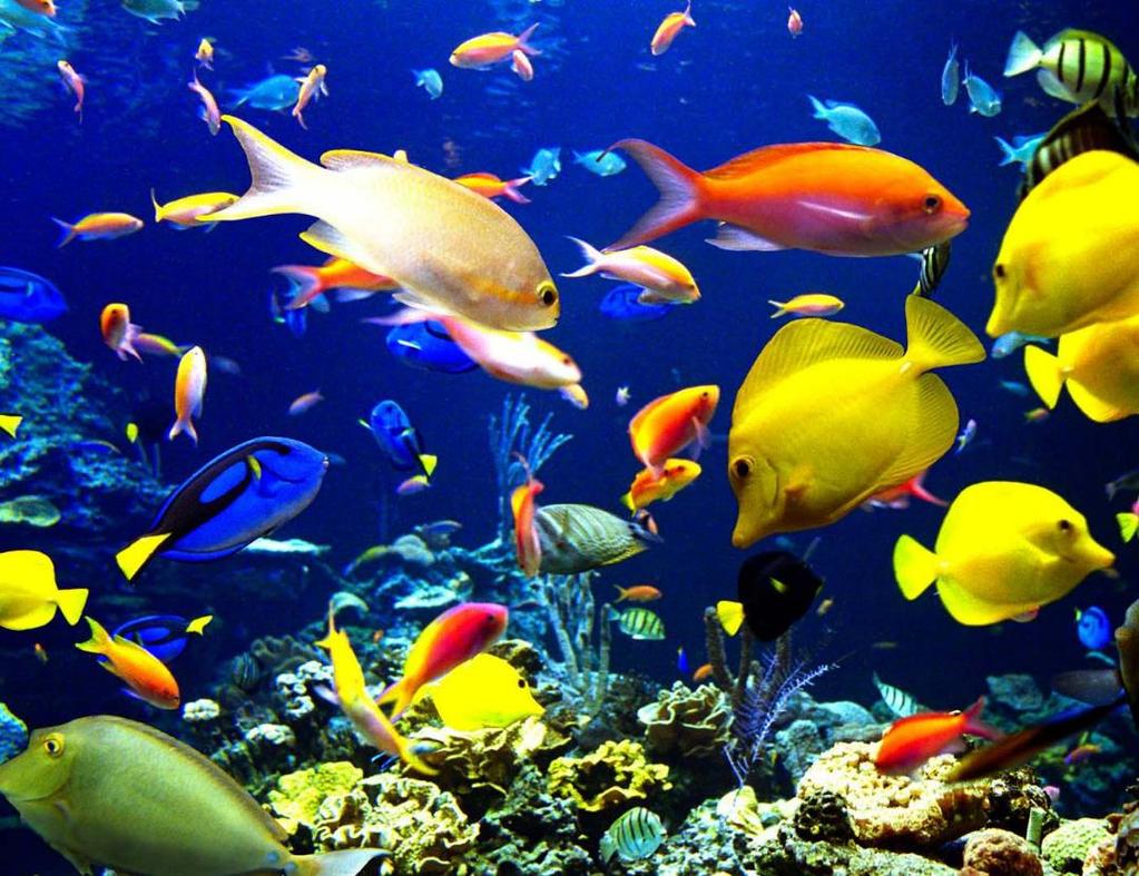 HOW IS MARINE LIFE DEPENDENT ON OCEAN SYSTEMS?