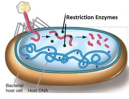 Restriction Enzymes Enzymes (proteins) that
