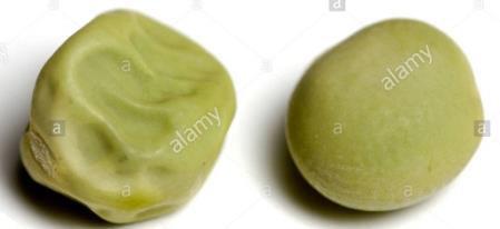 individual, such as the shape of a pea seed or the eye color of a person, as its phenotype