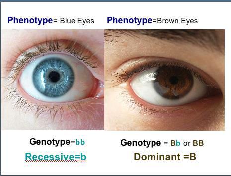 Phenotype and Genotype Observable traits (Phenotype) of an individual depends on Genotype.
