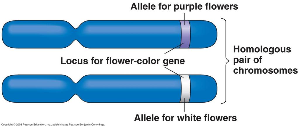 Alleles, alternative versions of a gene.