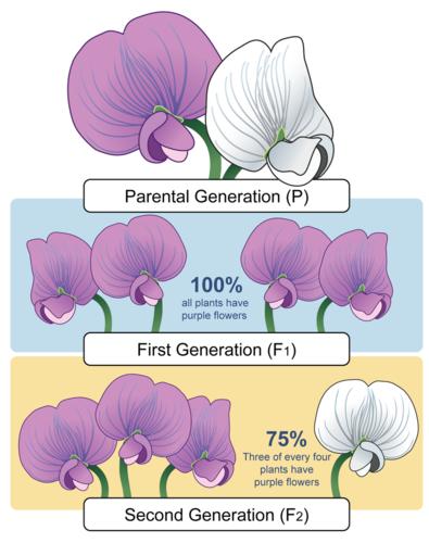 The chromosome with an allele for purple flowers was inherited from one parent, and that with an allele