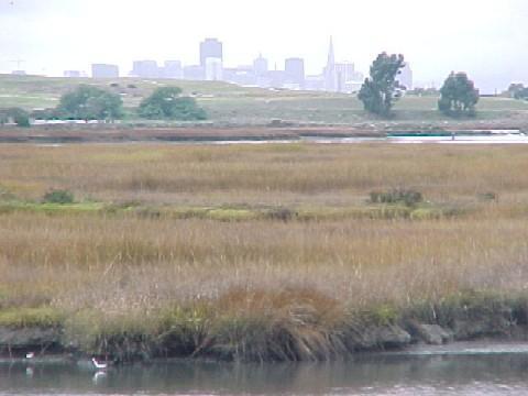 agricultural fields for shorebirds Sustainability Minimal site maintenance Habitat