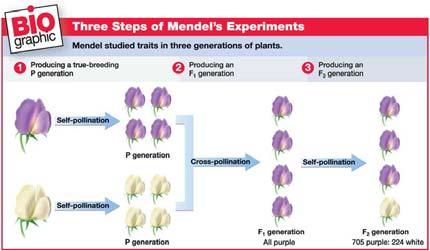 Gregor Mendel, continued Mendel s Methods Mendel used cross-pollination techniques in which pollen is transferred