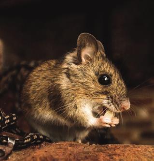 Rodent Behaviours and Physical Characteristics Rats generally live outdoors or within poultry house walls and roof cavities and invade the internals of poultry houses looking for food and water