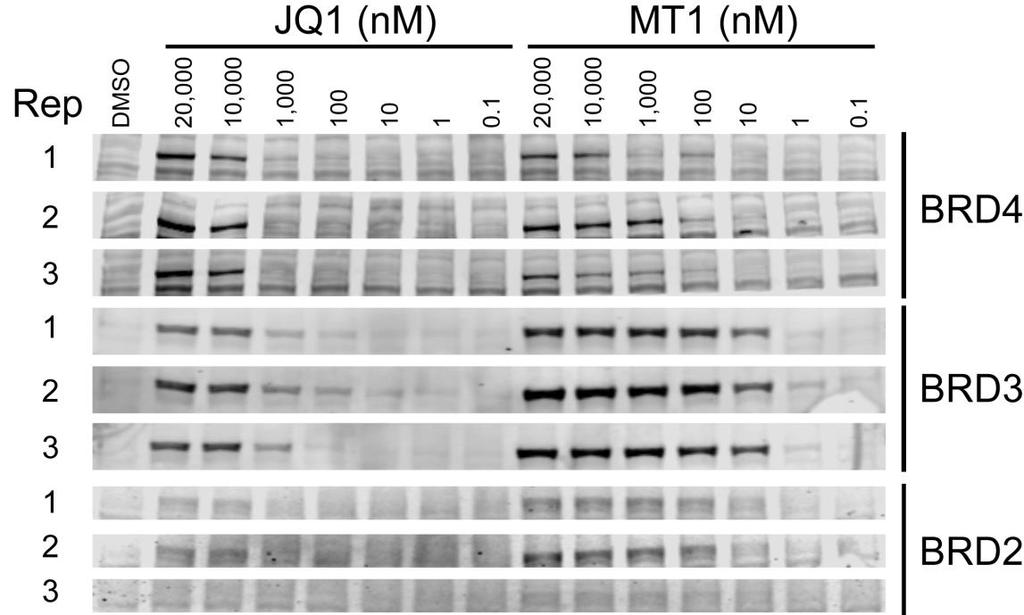 Supplementary Figure 11 CETSA of JQ1 and MT1. MV4;11 cells were treated with JQ1, MT1, or DMSO and then subject to a heat shock to denature and aggregate proteins.