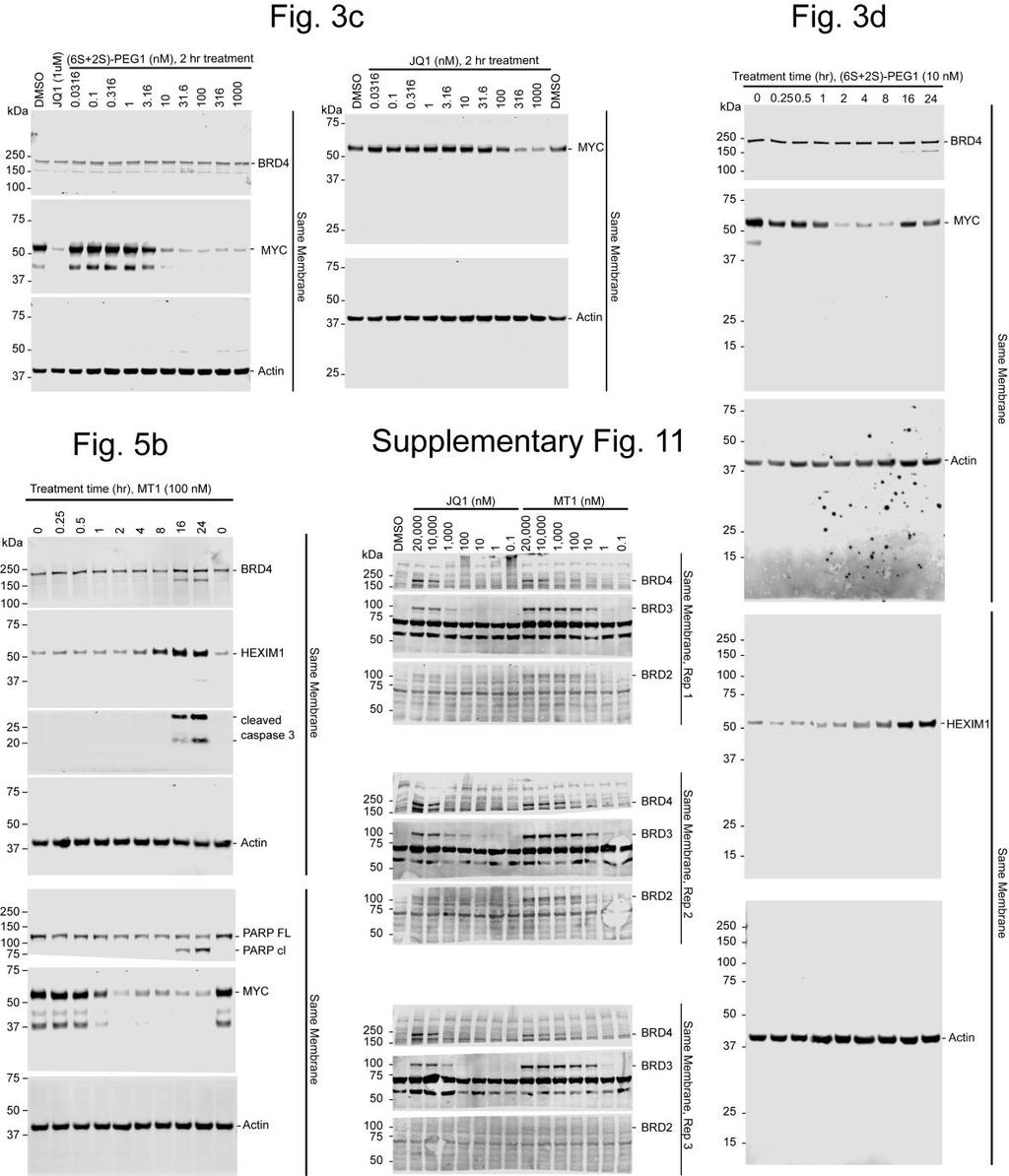 Supplementary Figure 15 Full western blots from figures 3c, 3d, 5b, and supplementary figure 11. Doses and time points are indicated above blots.