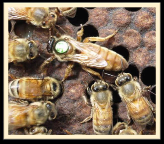 The best queen cells are produced when the conditions are as near as possible to the natural conditions found when a strong colony of bees produces queen cells swarm as a result of the swarming