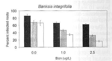 Effect of potassium phosphonate & Bion on Phytophthora cinnamomi Percent infected roots Banksia integrifolia 0.0 1.0 2.