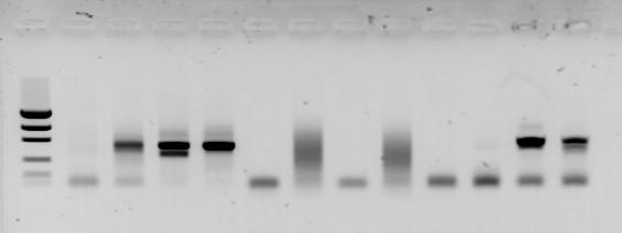 + Troubleshooting PCR : - double bands contamination primer mismatch