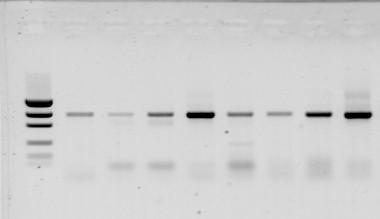 ) - smear degraded DNA too much starting template - no result degraded