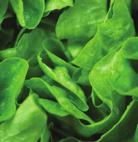 Vegetable and fruit washing applications benefit from water reuse through Xylem s tertiary