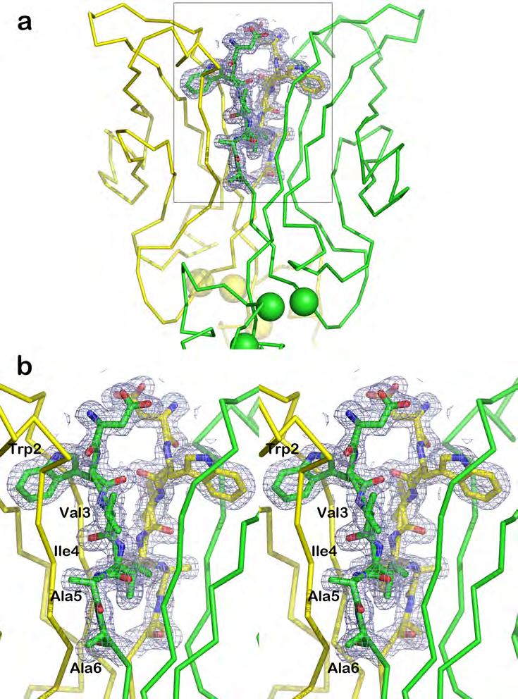 Supplementary Figure 6: Simulated annealing Fo-Fc electron density map of the E- cadherin P5A P6A mutant dimer, with residues 1-6 omitted in calculation, contoured at 3σ.