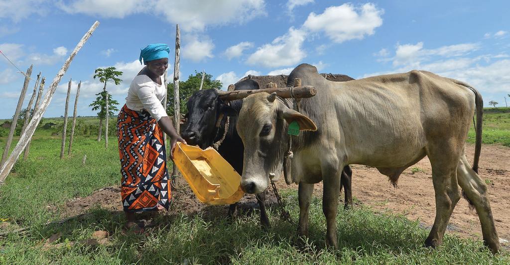 FAO/Tony Karumba Translating early warning into early action Flexible, reliable and timely funding is key to translating warnings to early action Photo: Woman tending to some of her remaining cattle