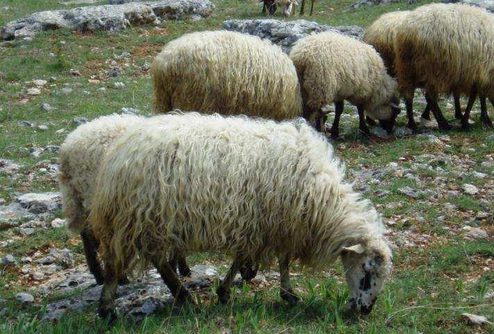 Pag Island sheep 126