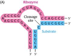 Hammerhead catalytic RNA Self cleaving RNA involved in replication