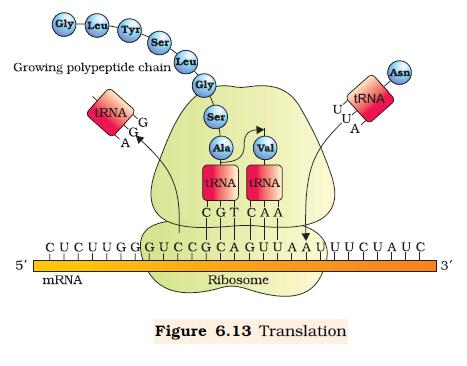 +trna, transfer RNA +mrna, messenger RNA the amino acids should be placed in +ribosomes forms between the ---What is the end result of translation?