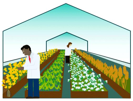 The GMO Process Step 4: Greenhouse Testing Fun fact: Only after several years of rigorous testing are the top performing plants and traits selected to advance to field testing and further regulatory