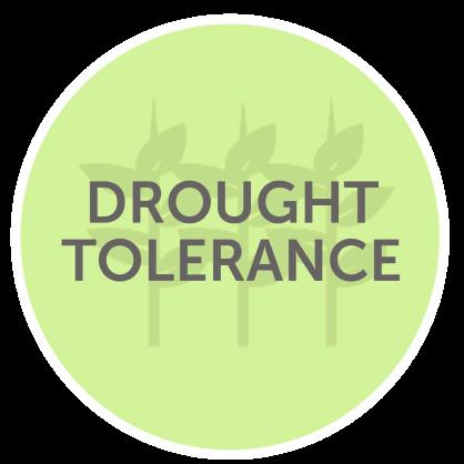 tolerant to drought, insects and