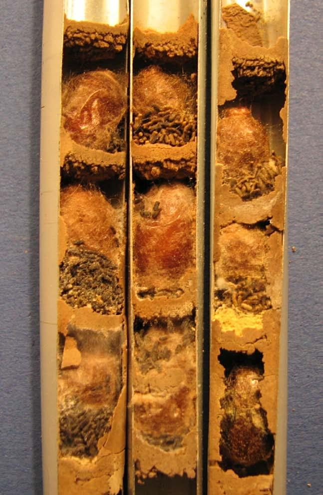 Osmia cornuta coccoons in the collapsible metal tubes with special ventilation also.